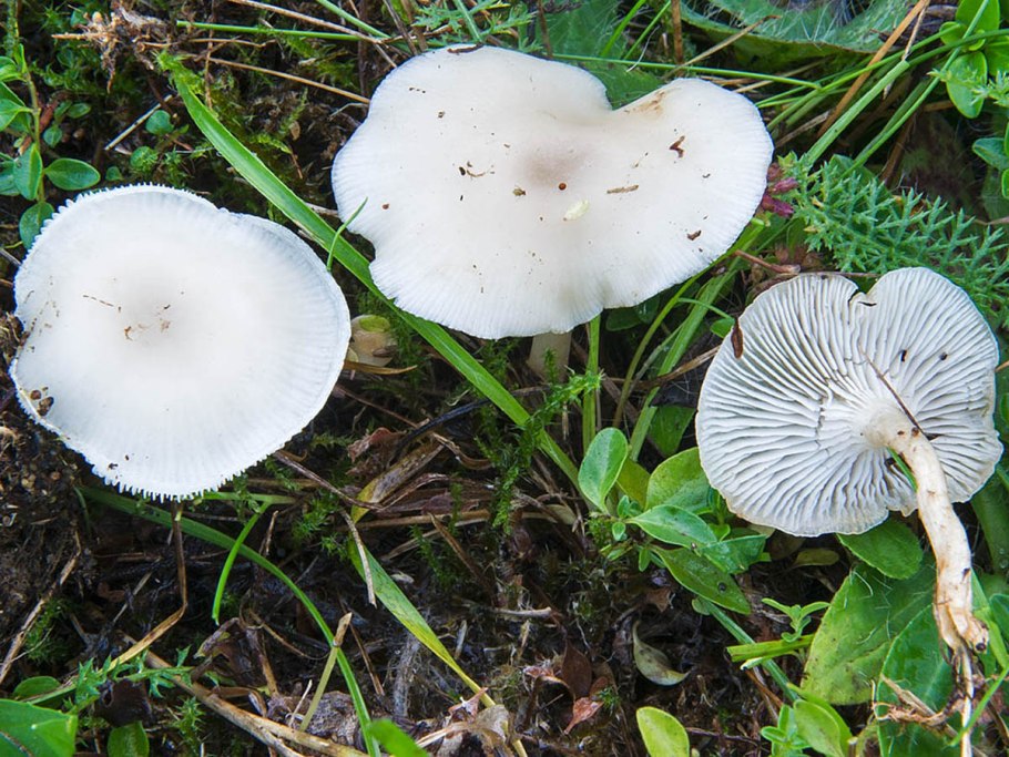 Говорушка ворончатая (Clitocybe Gibba)
