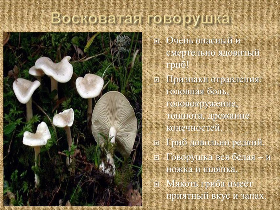 Говорушка беловатая (Clitocybe dealbata)