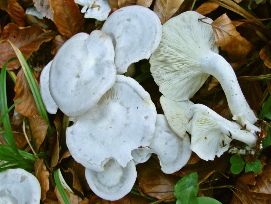 Говорушка беловатая