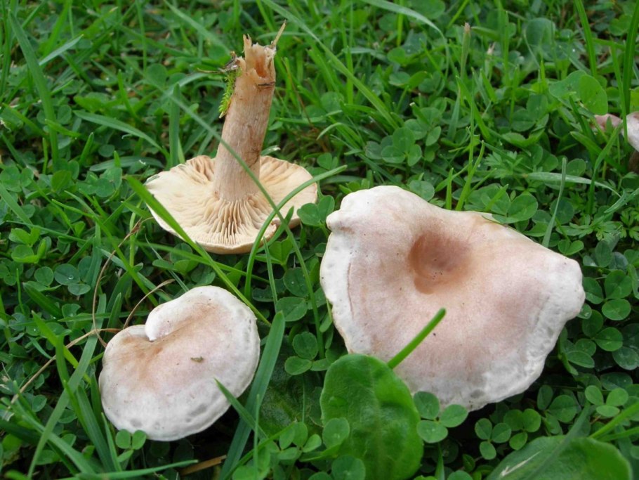 Говорушка беловатая (Clitocybe dealbata)