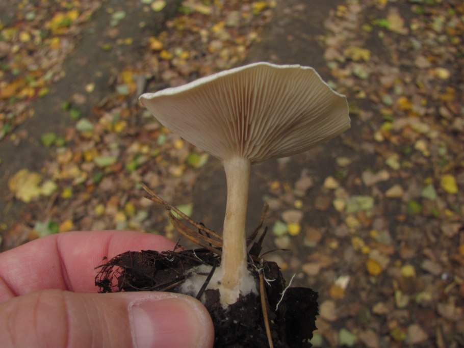 Говорушка листолюбивая