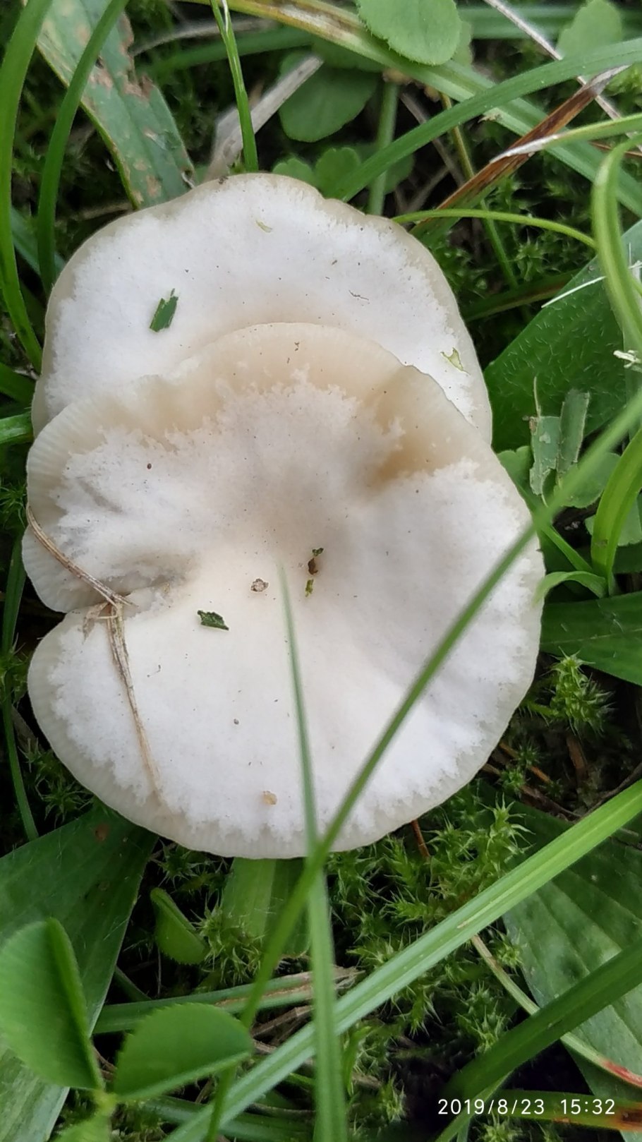 Говорушка горбатая