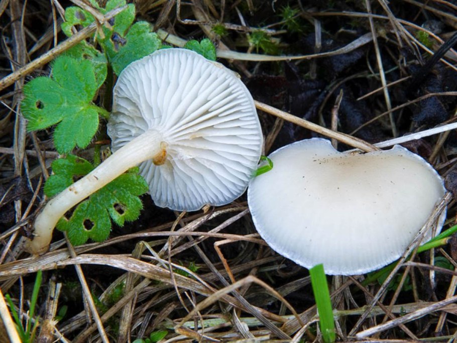 Говорушка беловатая (Clitocybe rivulosa)