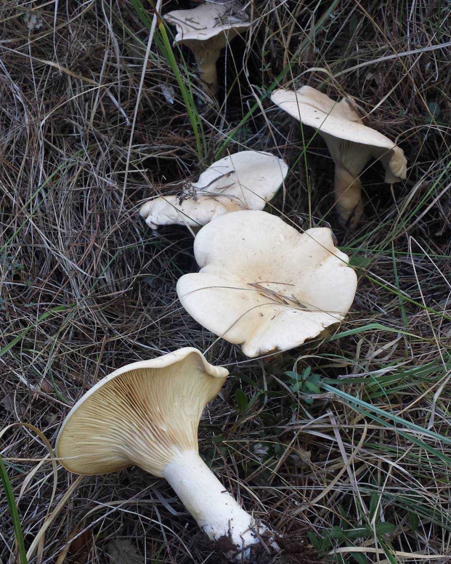 Говорушка восковатая гриб