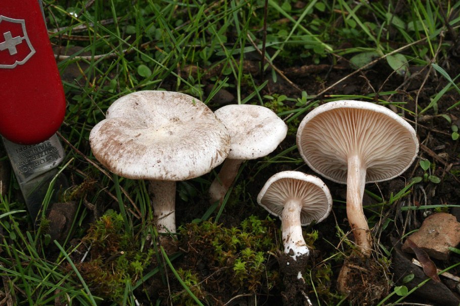 Говорушка беловатая