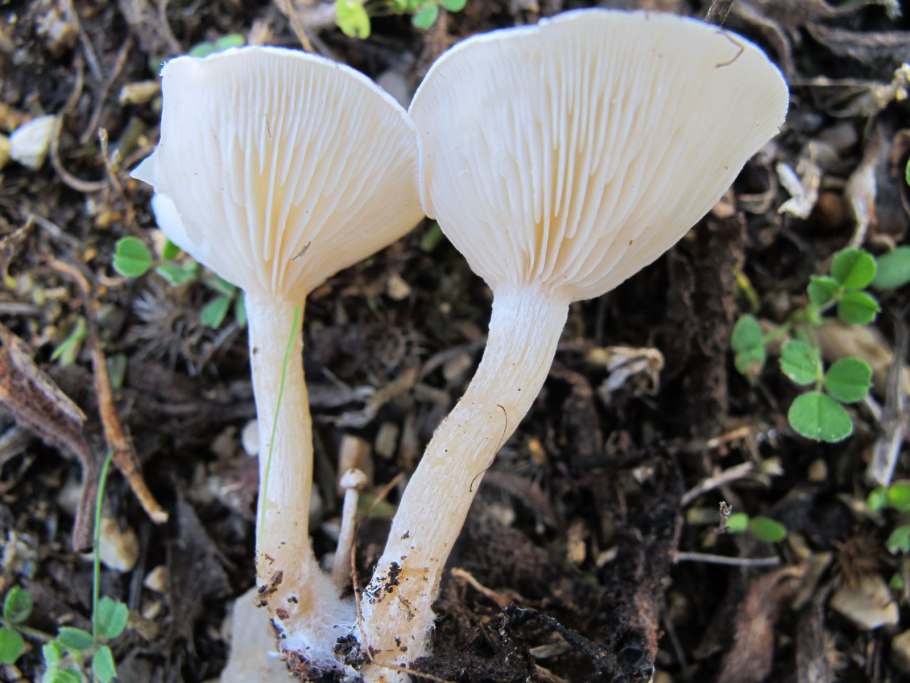 Говорушка бледноокрашенная