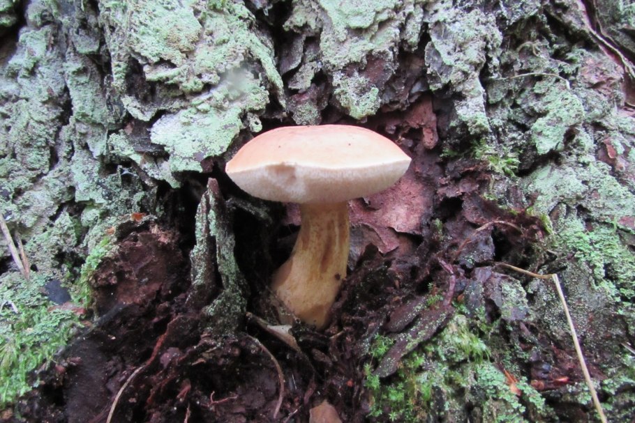 Гриб подосиновик в разрезе