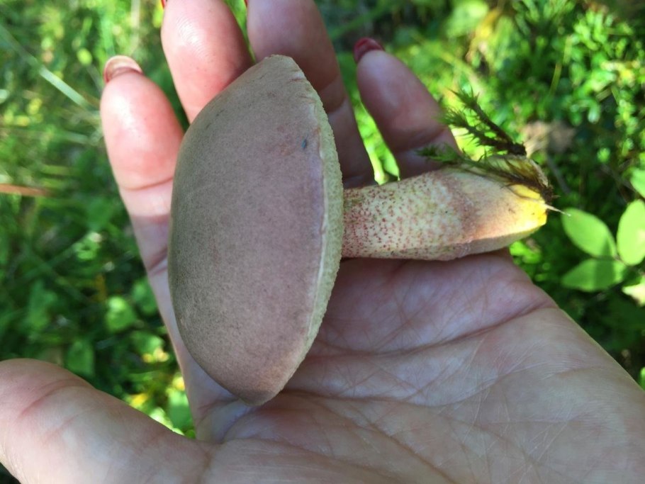 Березовик синеющий