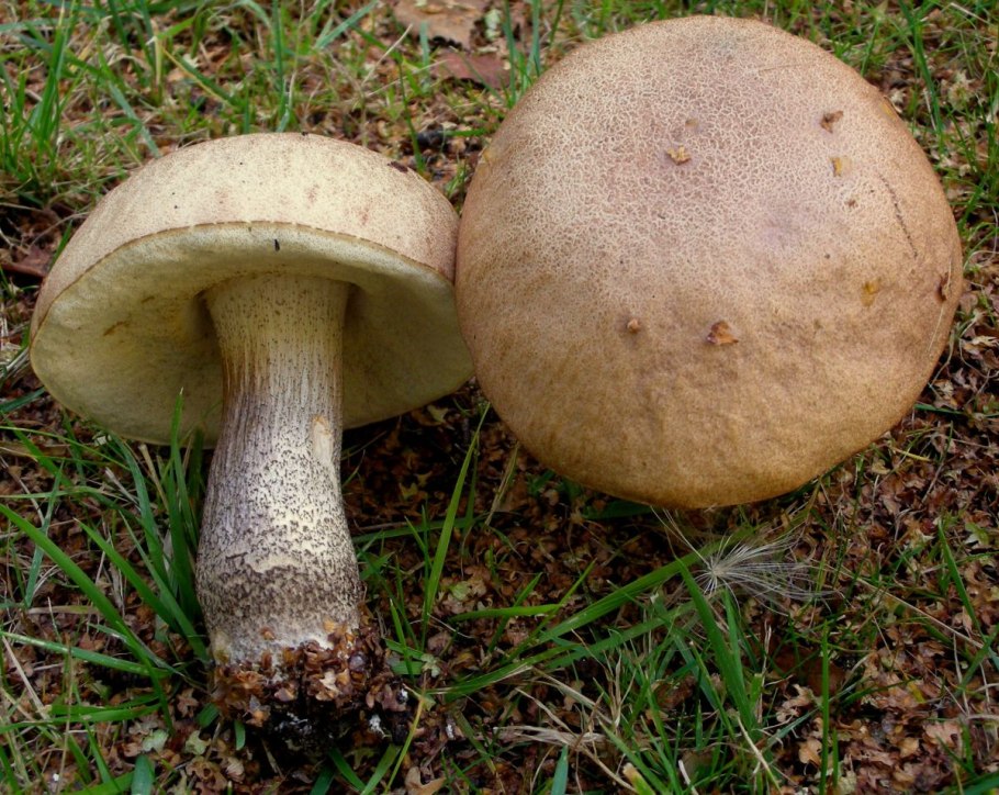 Гриб с коричневой шляпкой