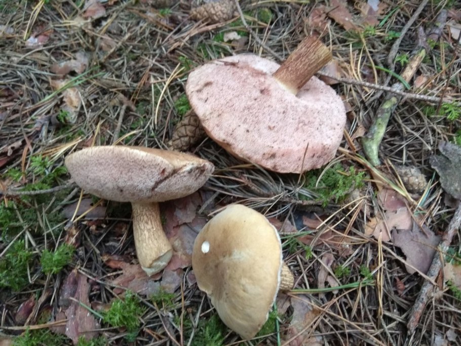 Желчный гриб 7