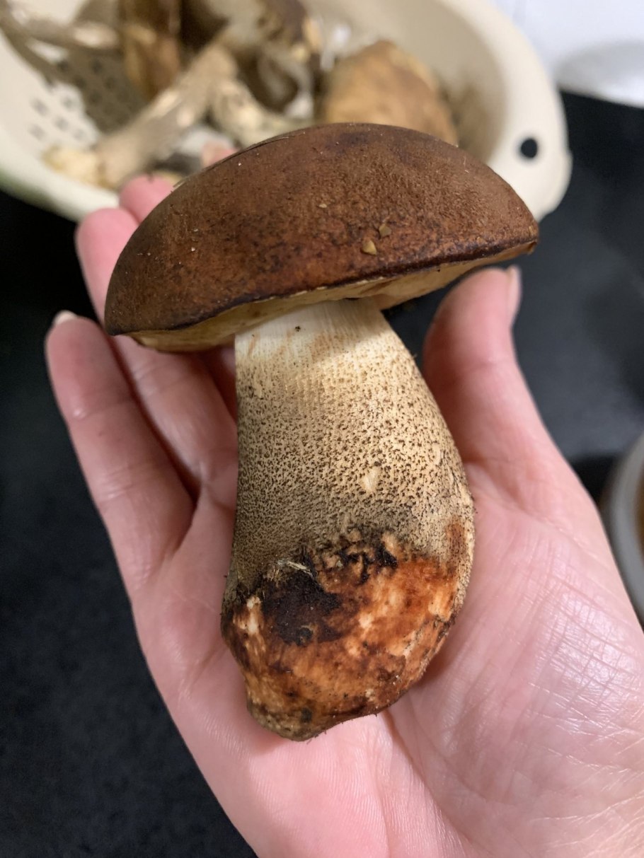 Березовик розовеющий