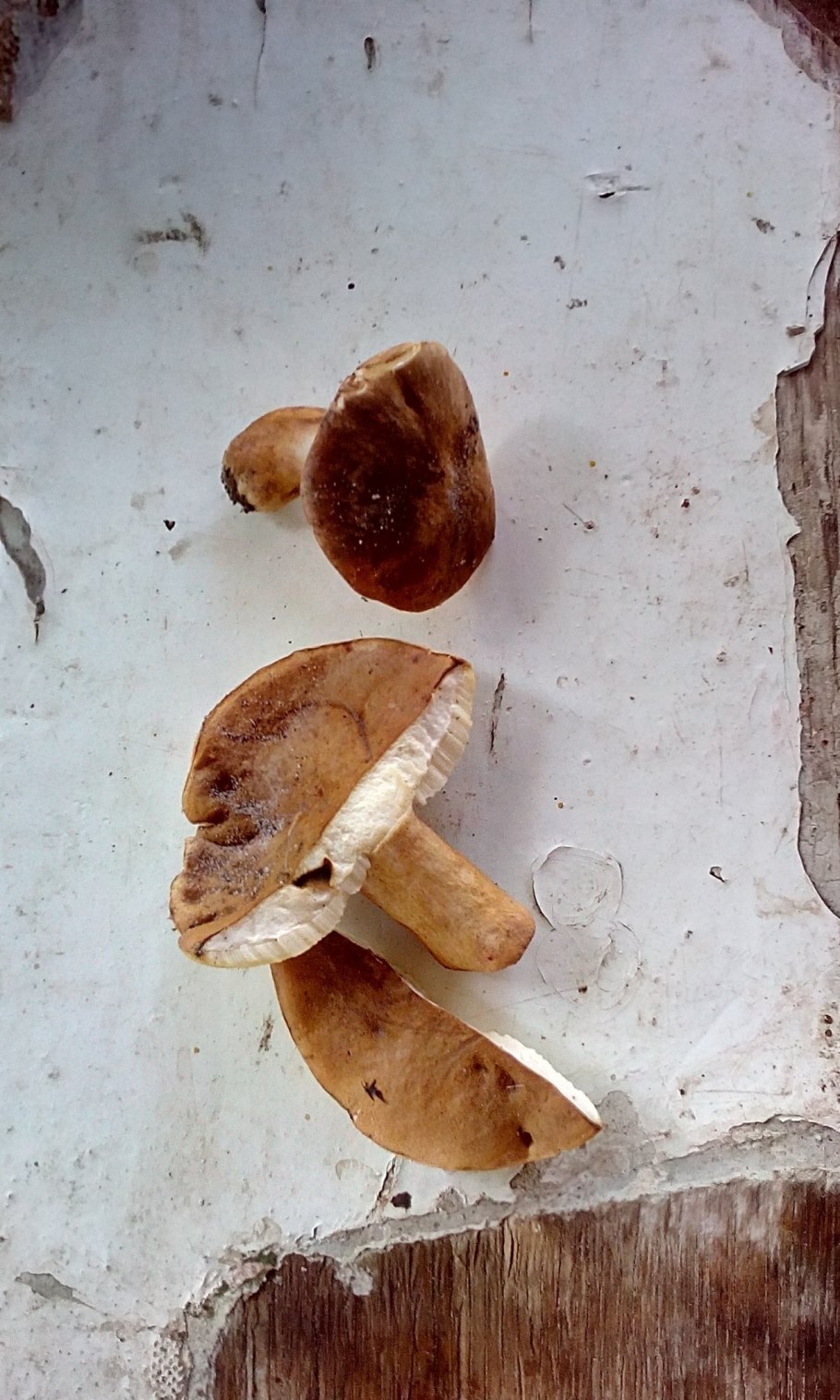 Розовый обабок гриб