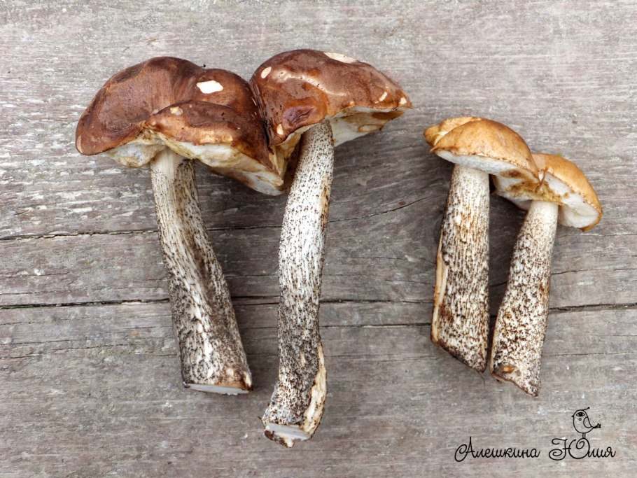 Подберезовик на срезе