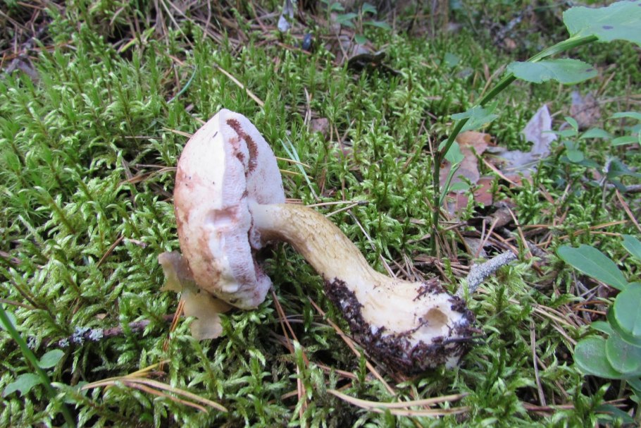 Подберёзовик синееший