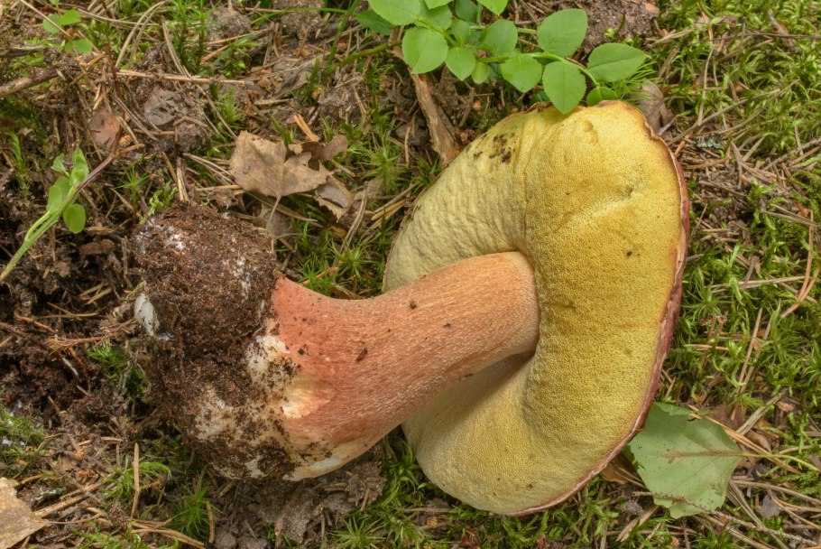 Есть гриб желчный. Жёлчный гриб. Tylopilus felleus. Подберезовик розовеет на срезе. Желчный гриб розовеет.