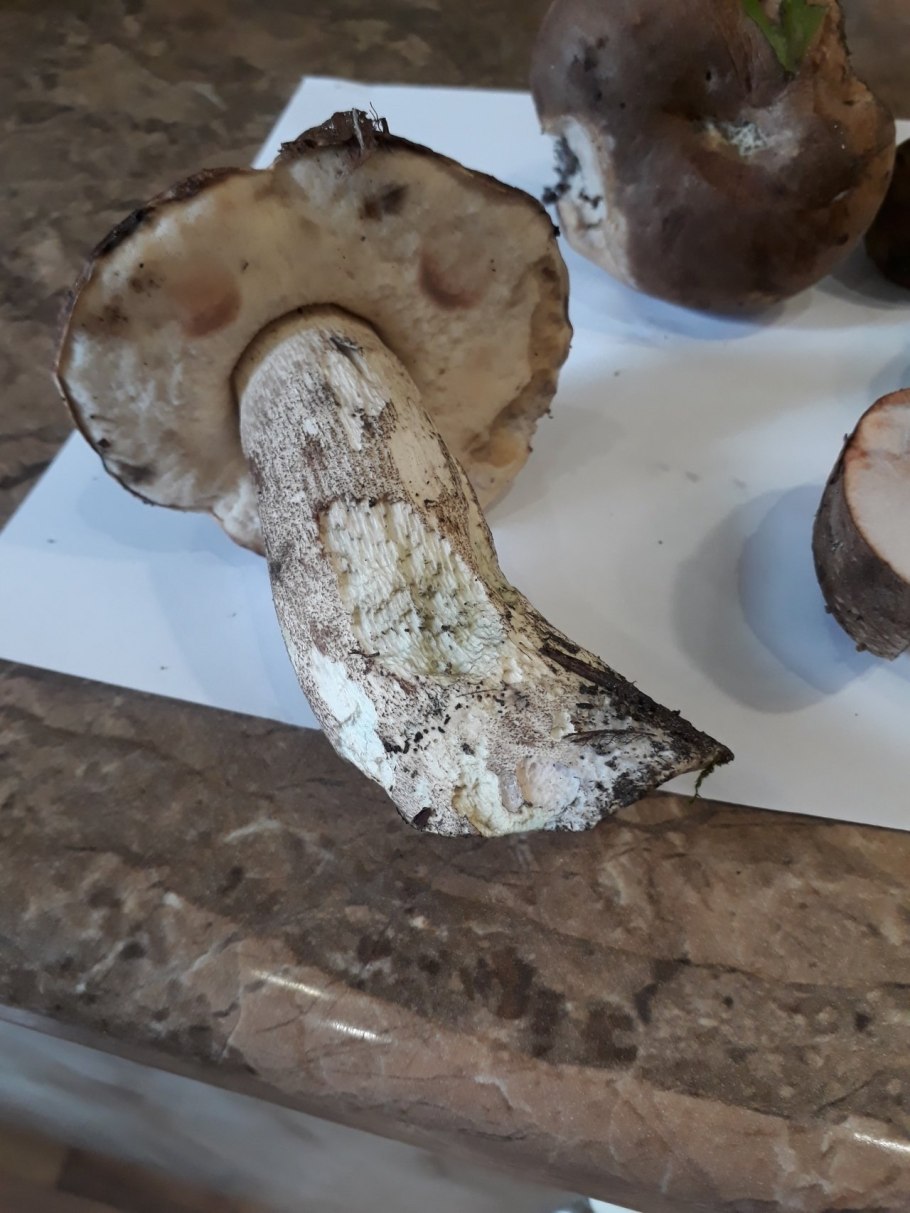 Гриб подберезовик на срезе