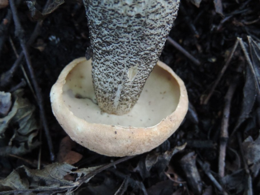 Обабок окрашенноногий