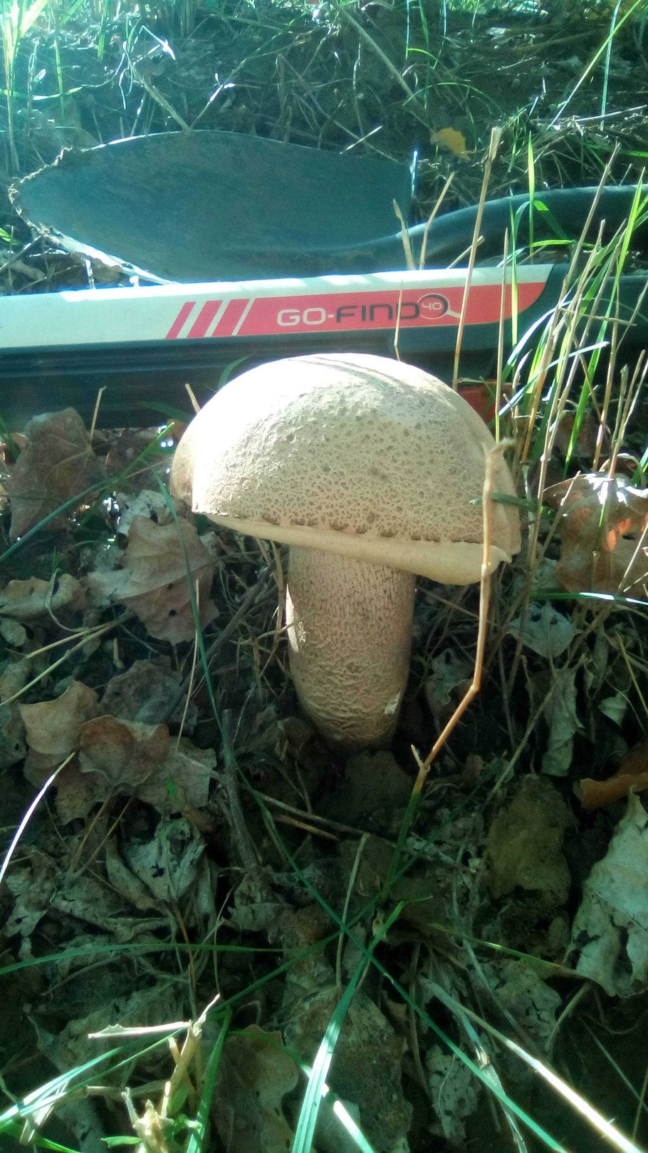 Гриб розовеет на срезе