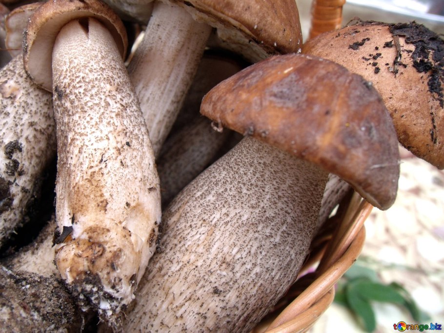 Гриб подберезовик розовеющий