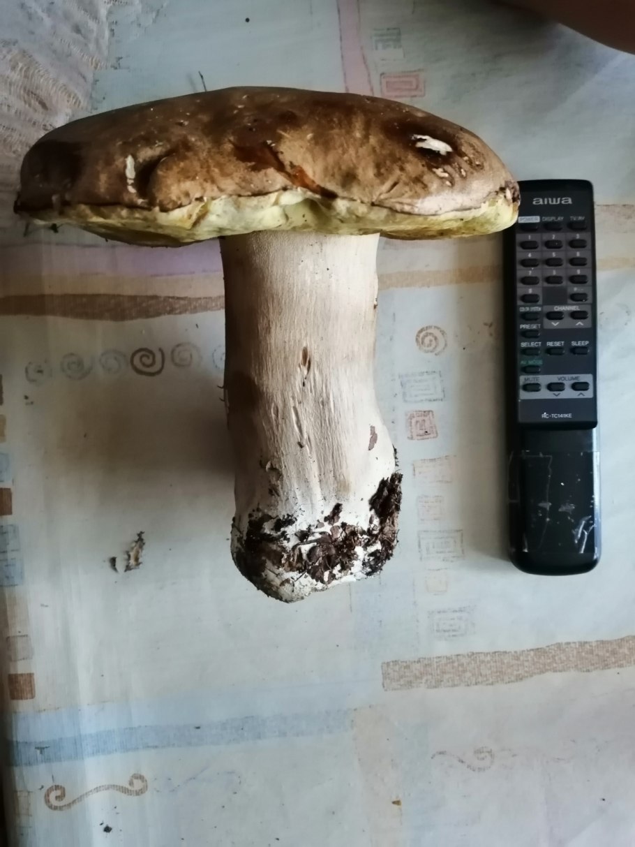 Гриб розовеет на срезе