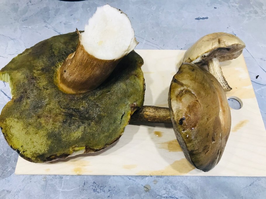 Березовик розовеющий