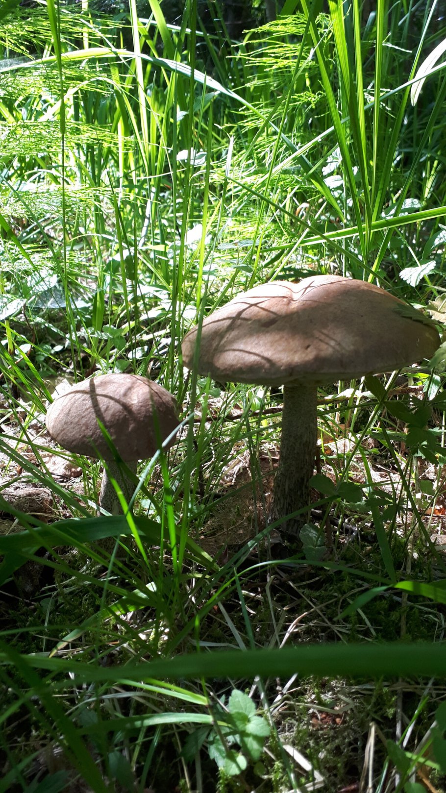 Обабок чернеющий гриб