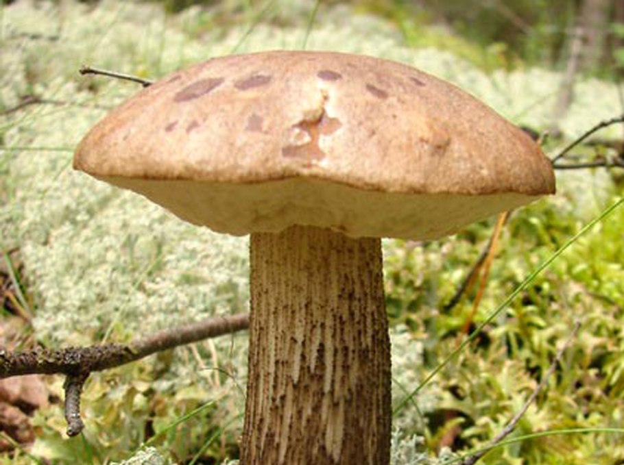 Обабок синеющий