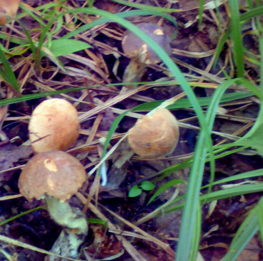 Leccinum variicolor