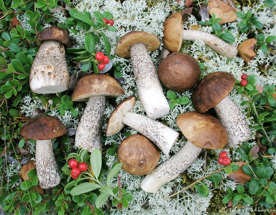 Ножка подберезовика