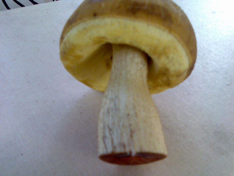 Подберёзовик зеленеет на срезе