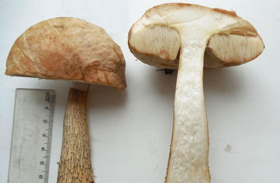 Белый гриб берёзовый Boletus betulicola