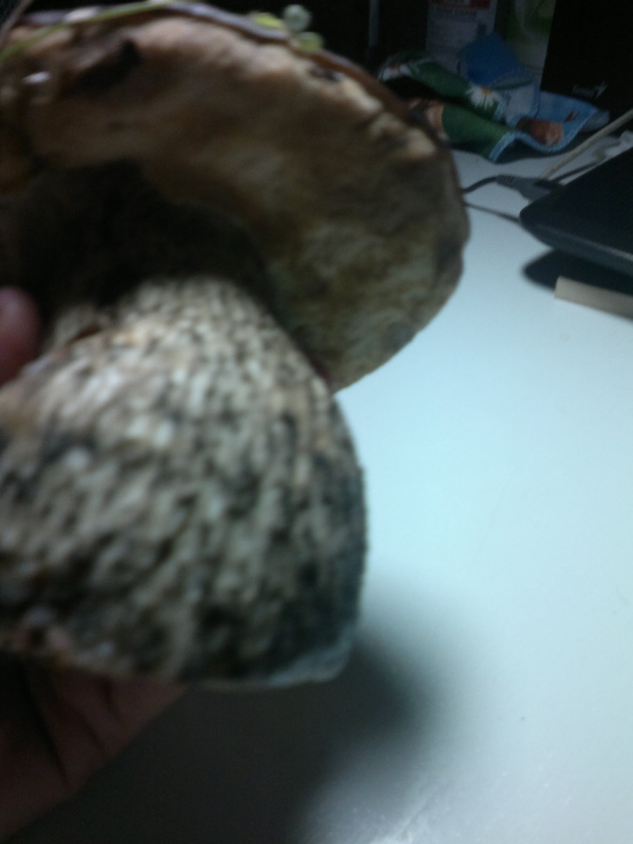 Срез Boletus edulis