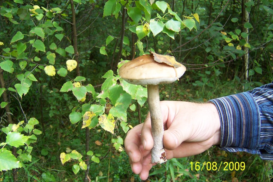 Фиолетовый подосиновик