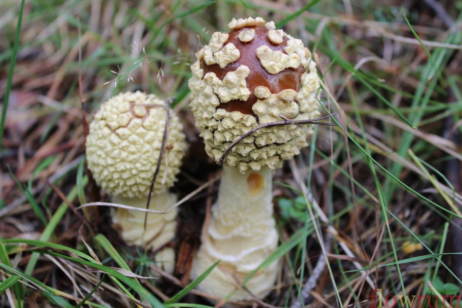 Мухоморы пантерный Алтайский