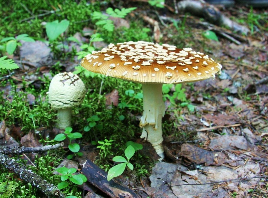 Гриб мухомор пантерный редкие