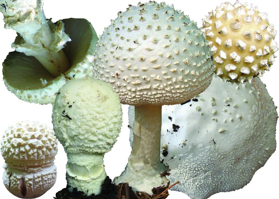 Мухомор пантерный отравление