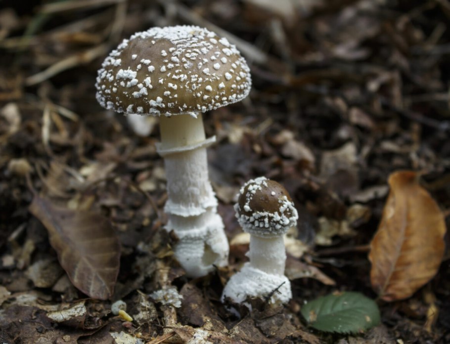 Мухомор пантерный