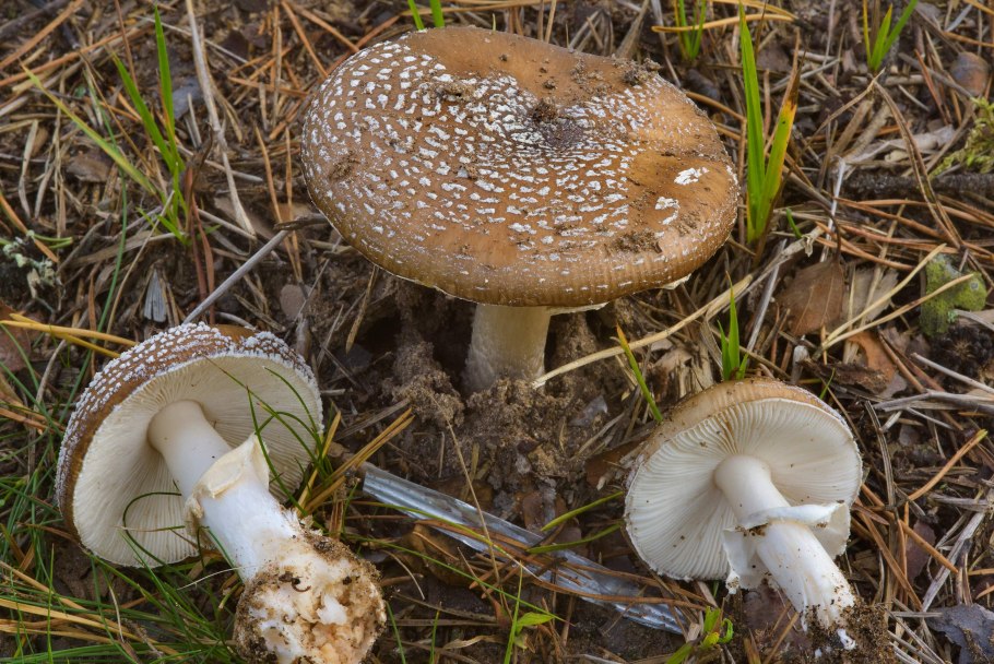 Amanita pantherina