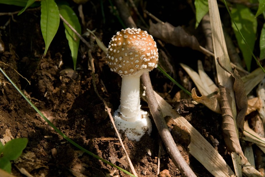 Мухомор пантерный