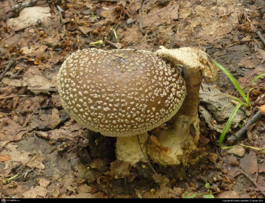 Гриб поганка