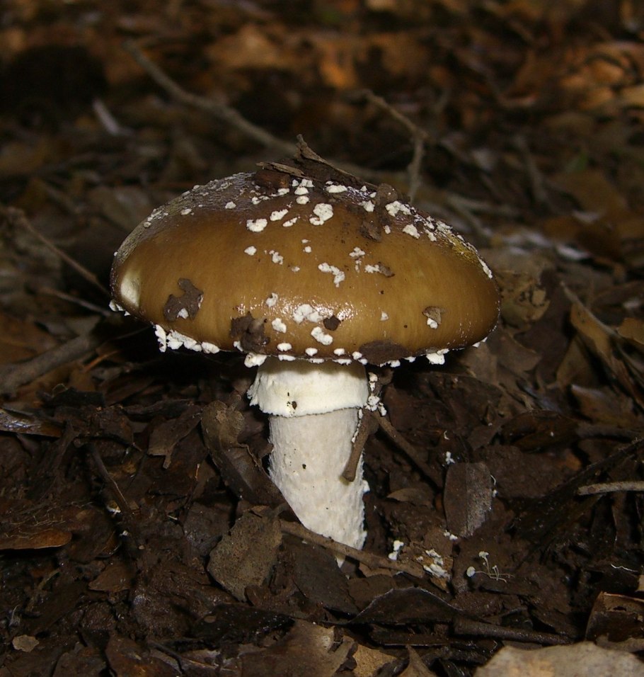 Мухомор пантерный