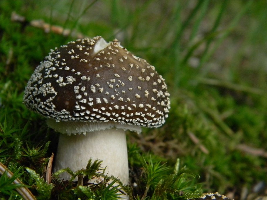 Amanita longipes