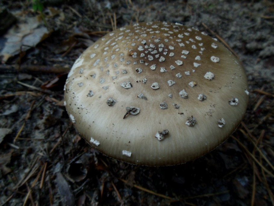 Гриб мухомор пантерный