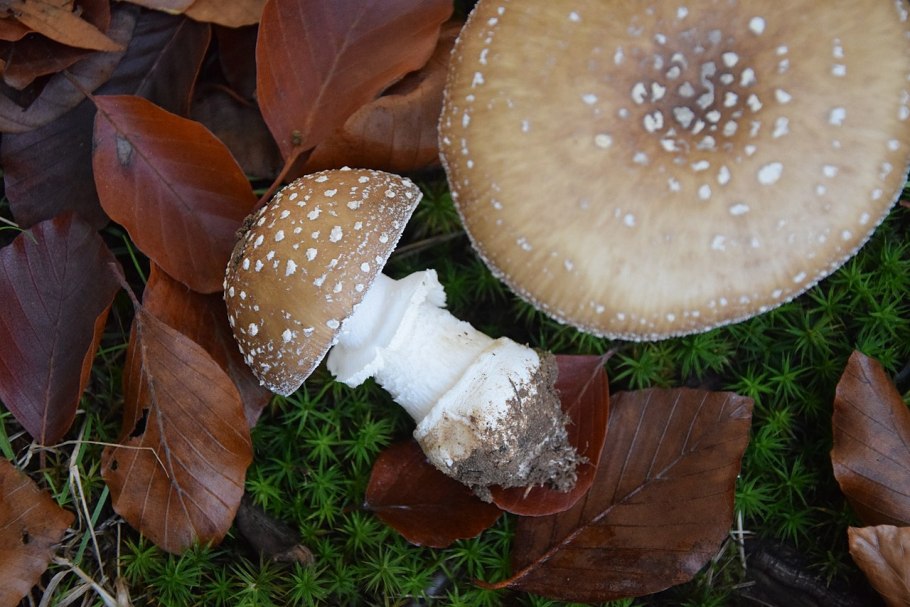 Ядовитые грибы мухомор пантерный