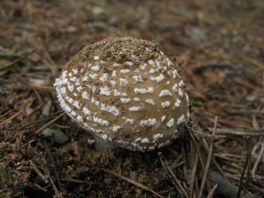 Мухомор леопардовый пантерный гриб Amanita pantherina.