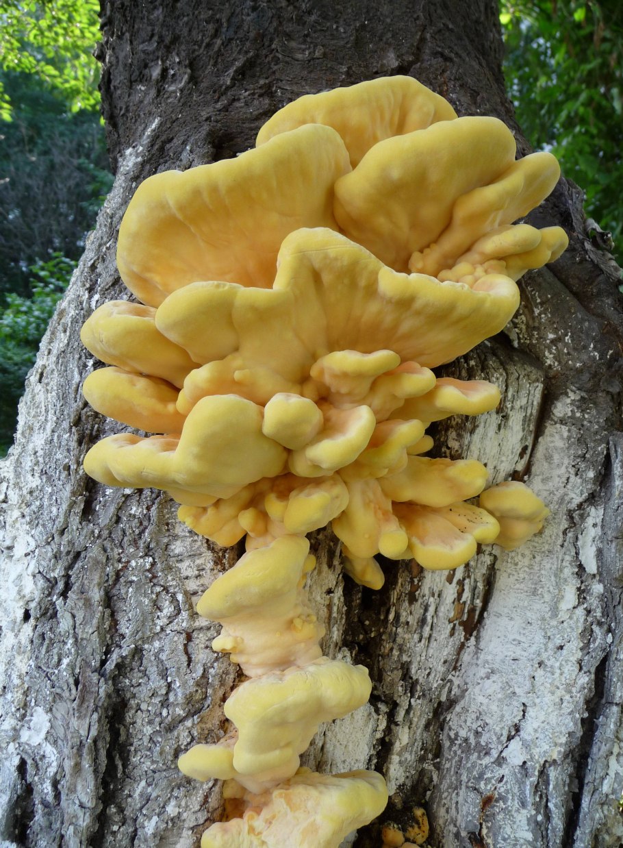Гриб Laetiporus sulphureus