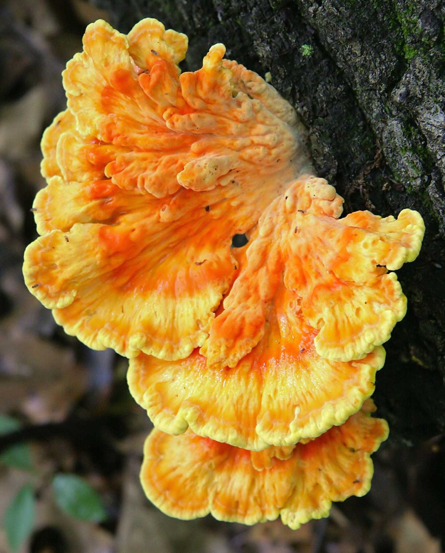 Трутовик серно-желтый Laetiporus sulphureus