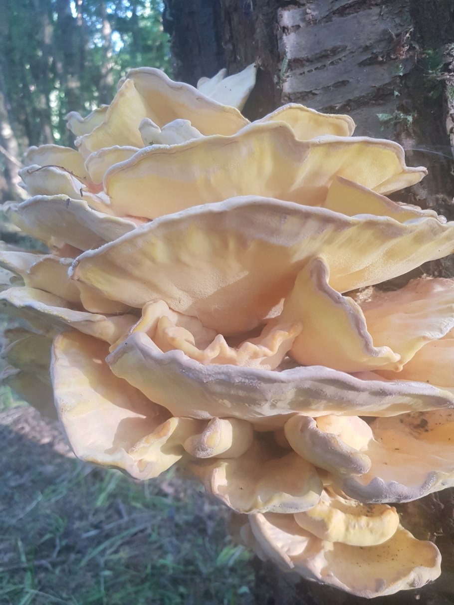 Трутовик серно-желтый Laetiporus sulphureus