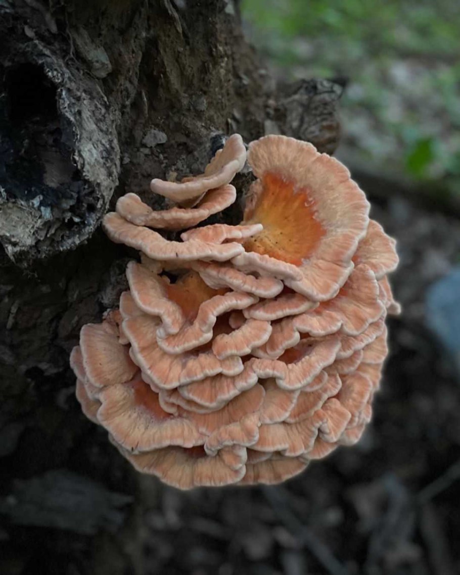 Гриб Laetiporus sulphureus