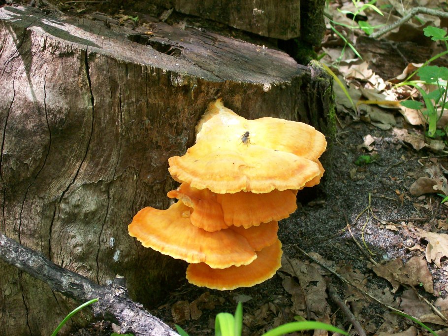 Серно желтый трутовик